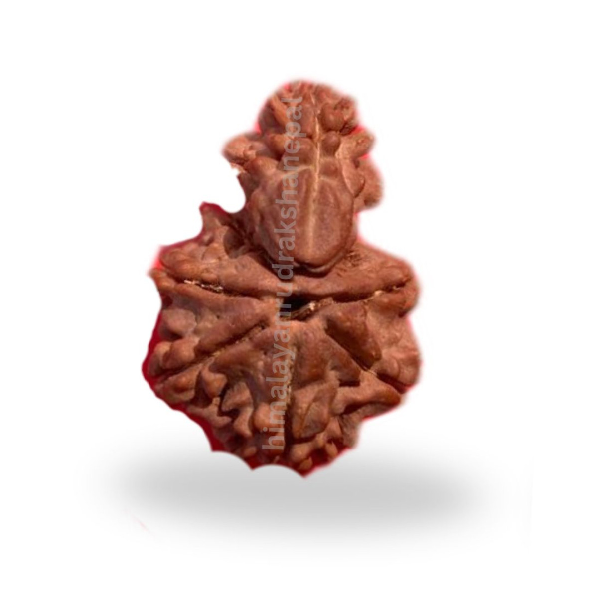 1 Mukhi 1