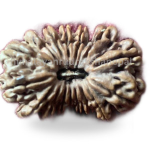 Rudraksha 16 Mukhi thumb 1